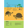 Книга  Брандл Х. "Эволюция: инфографика" / Харриет Брандл -50% - 4