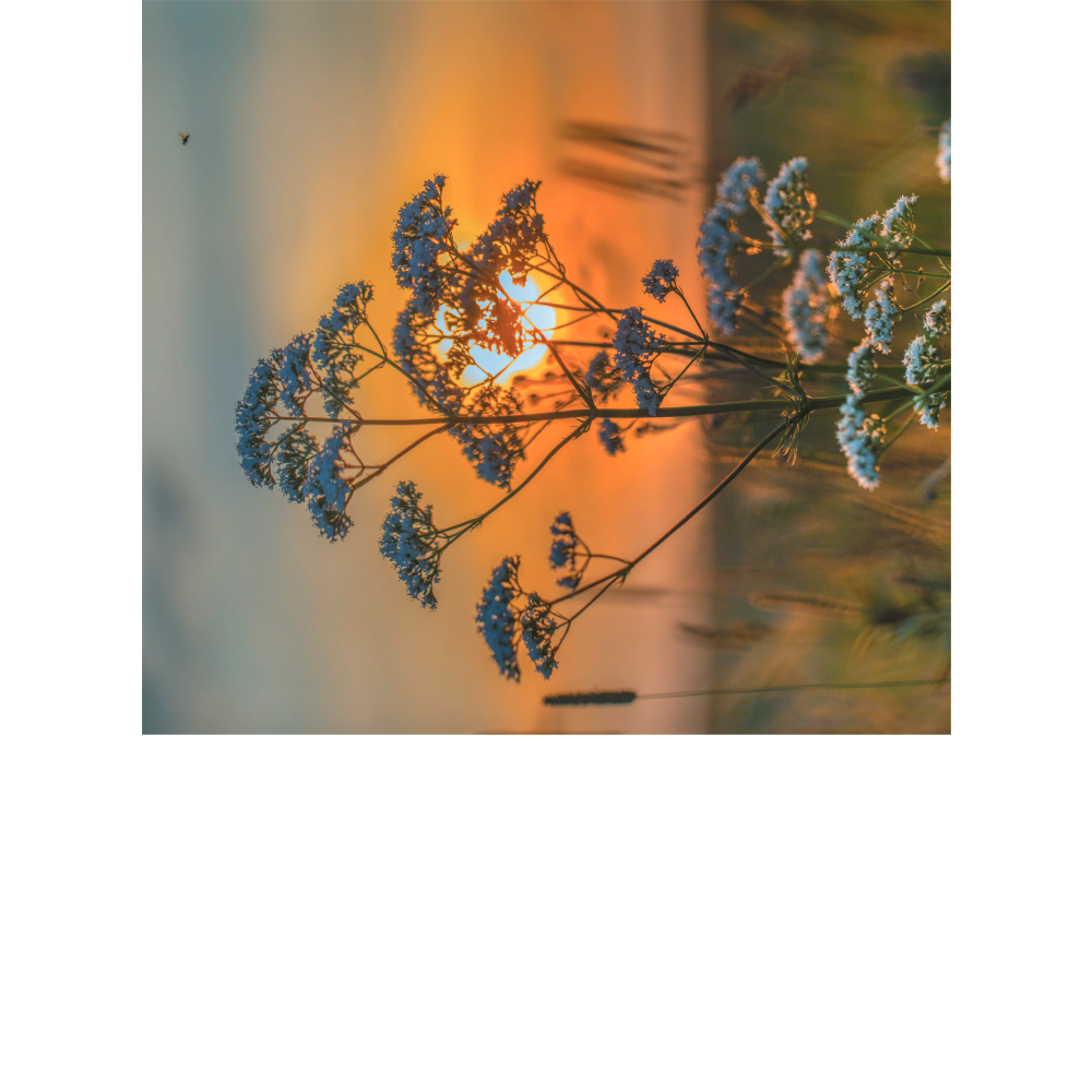 Книга "Фотография. Руководство по съемке природных сюжетов", Андрей Лысиков - 4